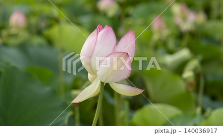 lotus 140036917
