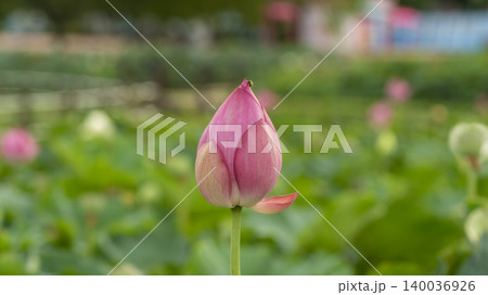 lotus 140036926