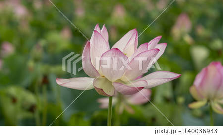 lotus 140036933