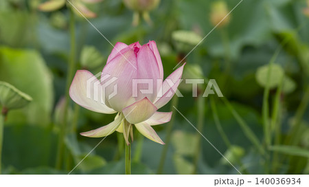 lotus lotus 140036934