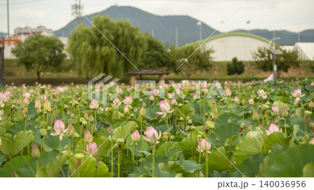 lotus 140036956