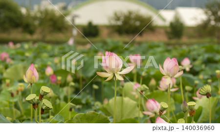 lotus lotus 140036960