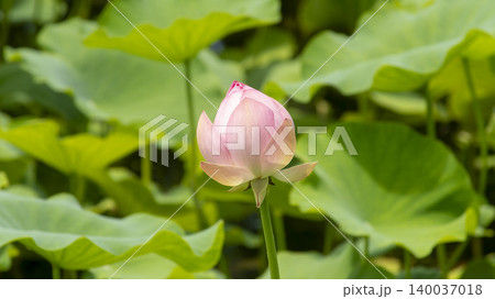 lotus lotus 140037018