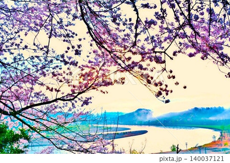 朝霧背景の大河信濃川畔に咲く桜風景 朝霧背景の大河信濃川畔に咲く桜風景 140037121