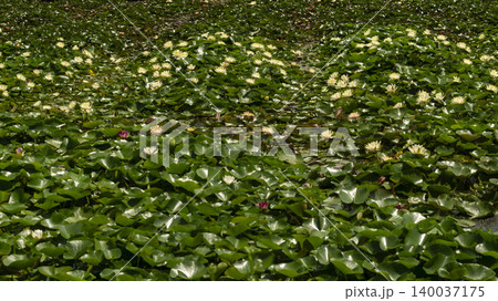 water lily water lily 140037175