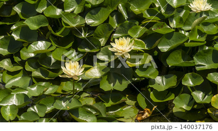 water lily water lily 140037176
