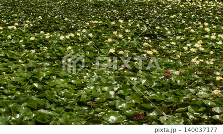 water lily water lily 140037177