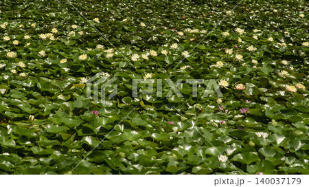 water lily water lily 140037179