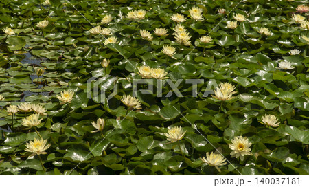 water lily water lily 140037181