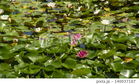 water lily water lily 140037187