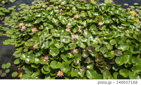 water lily water lily 140037188