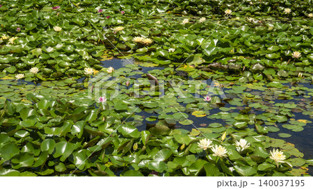 water lily water lily 140037195