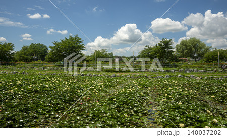 water lily 140037202