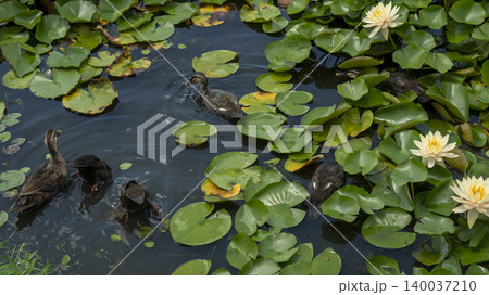 water lily water lily 140037210