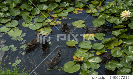 water lily 140037212