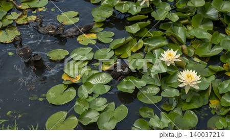 water lily water lily 140037214