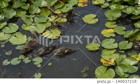 water lily water lily 140037219