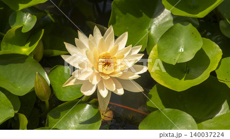 water lily water lily 140037224