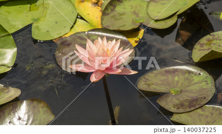 water lily water lily 140037225