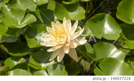 water lily 140037228