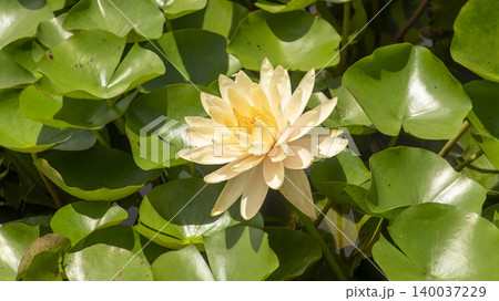 water lily 140037229