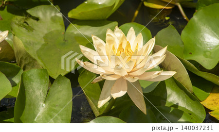 water lily water lily 140037231