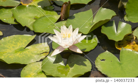 water lily 140037233