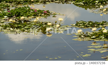 water lily 140037236