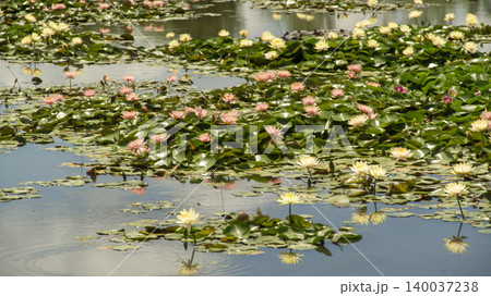 water lily water lily 140037238