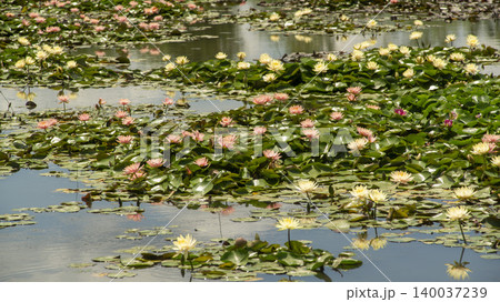water lily 140037239