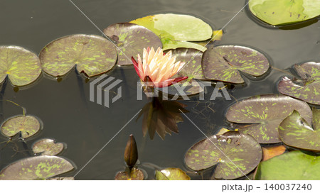 water lily water lily 140037240