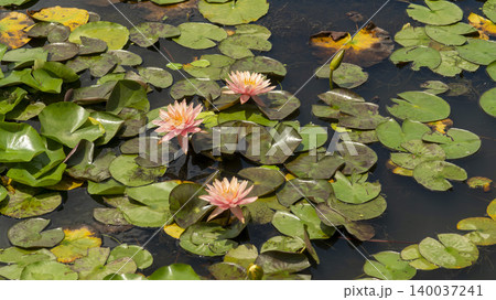 water lily water lily 140037241