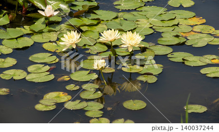 water lily water lily 140037244