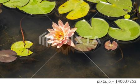 water lily 140037252