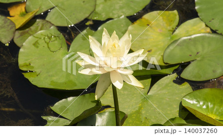 water lily water lily 140037260