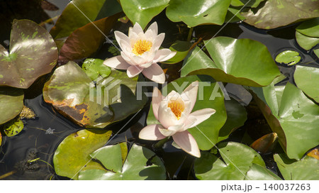 water lily 140037263
