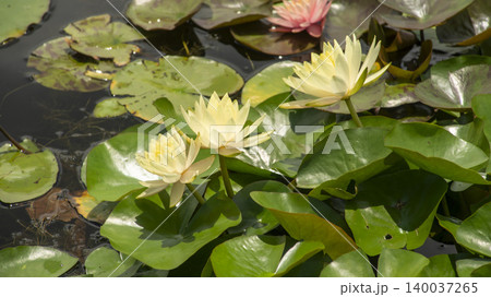 water lily water lily 140037265