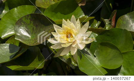 water lily water lily 140037267