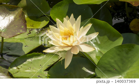 water lily water lily 140037369