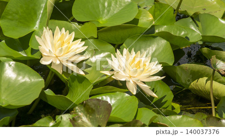 water lily 140037376