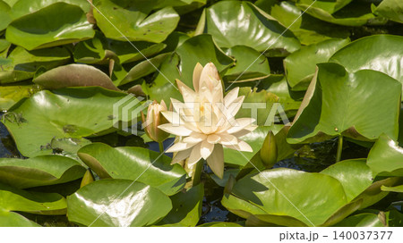 water lily water lily 140037377