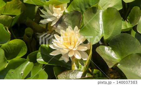 water lily water lily 140037383