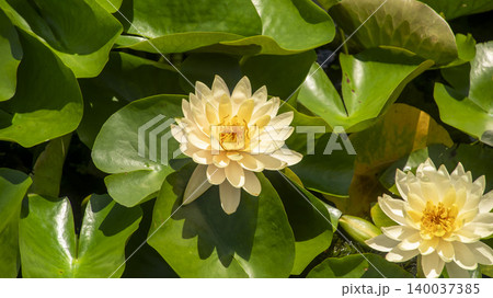 water lily water lily 140037385