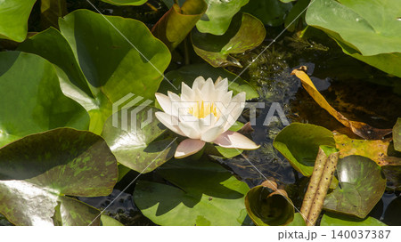water lily 140037387