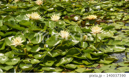 water lily 140037390