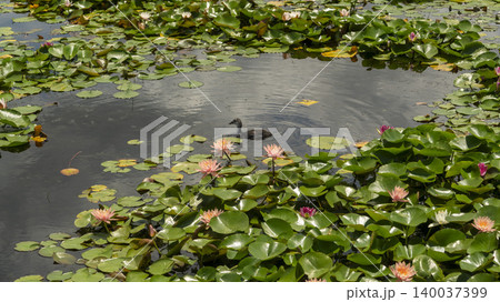 water lily 140037399