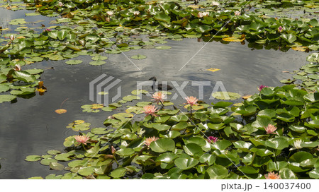 water lily 140037400