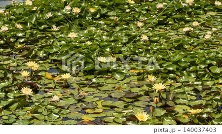 water lily 140037403