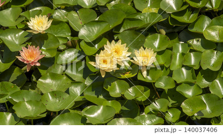 water lily water lily 140037406