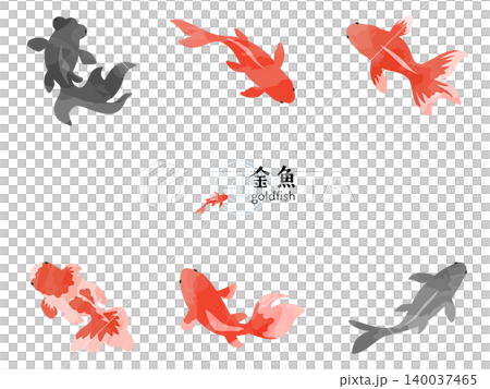 一組寫實優雅的日式夏季插畫，以水彩風格描繪了各種金魚。 140037465